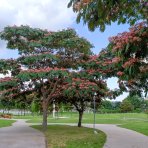 Albízia ružová (Albizia Julibrissin) ´OMBRELLA BOUBRI´® - výška 30-50 cm, kont. C2L